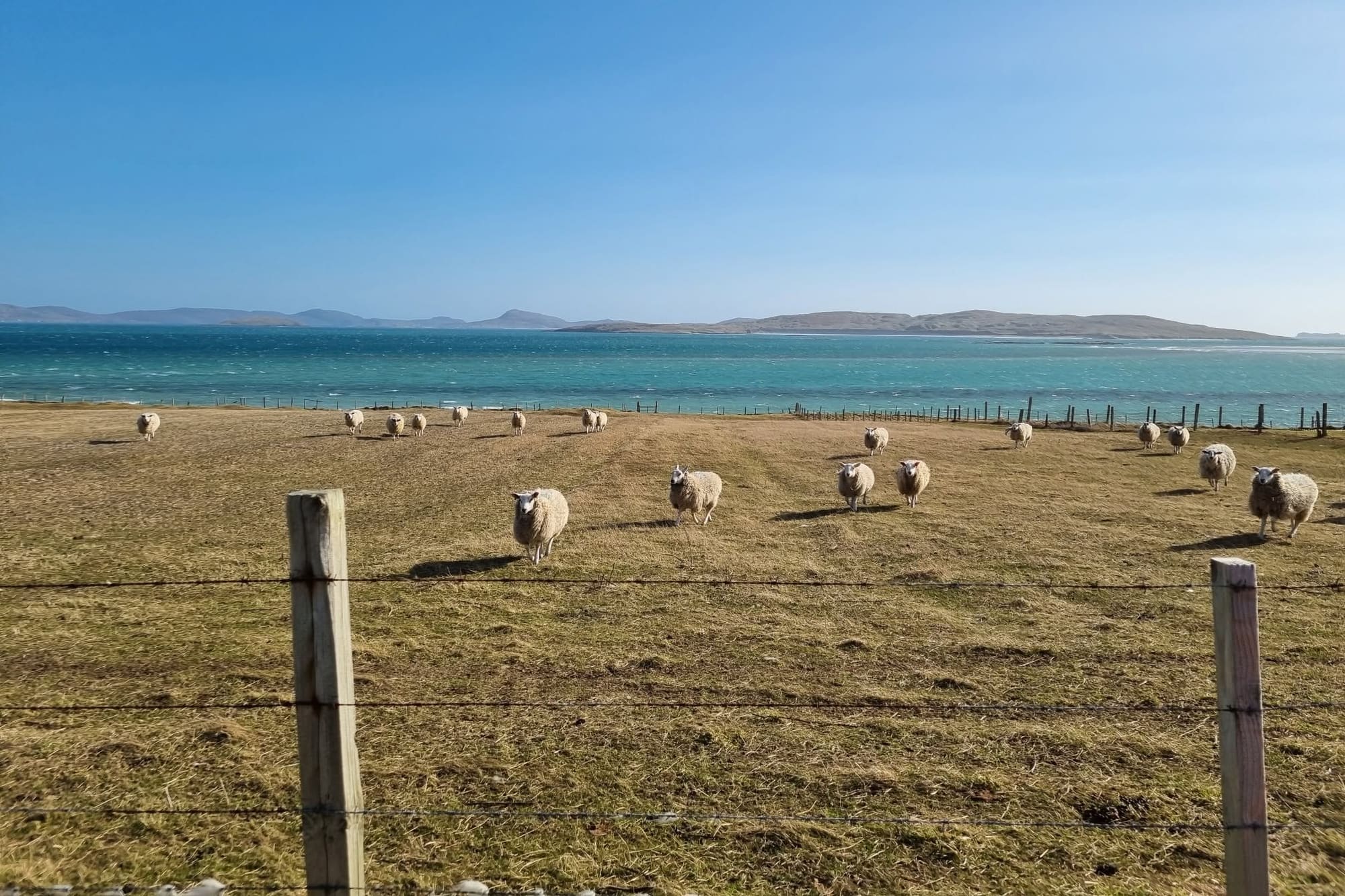 Sheep grazing on pale late-winter grass behind wooden fence posts, with a turquoise bay and blue hills beyond.